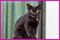 Can a Bombay cat have green eyes? – Janet-Panic.com